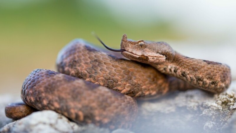 Europäische Hornviper (Bild: M. Schäf / F1Online / picturedesk.com)