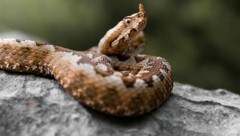 Eine Hornviper, ähnlich dieser, biss den Oberösterreicher. (Bild: stock.adobe.com)