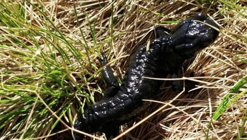 Die Alpensalamander zeigen sich gerne nach regnerischen Nächten. (Bild: Rubina Bergauer)