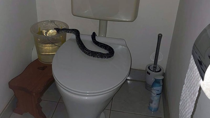 In Floridsdorf entdeckte Elfriede K. am Donnerstag einen Python auf der Toilette. (Bild: LPD Wien)