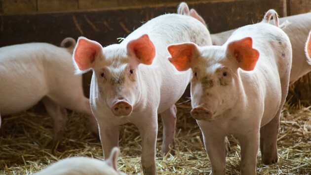 Punkto artgerechte Schweinehaltung besteht Aufholbedarf (Bild: Hronek Eveline)