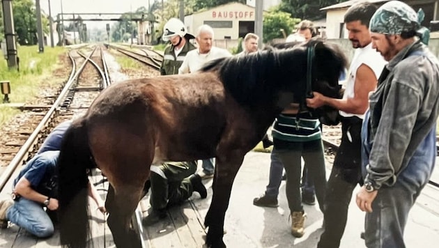 In Kritzendorf steckte ein Pferd auf einem Bahnübergang mit den Hufen in den Gleisen – die Rettung glückte. (Bild: Feuerwehr Kritzendorf)