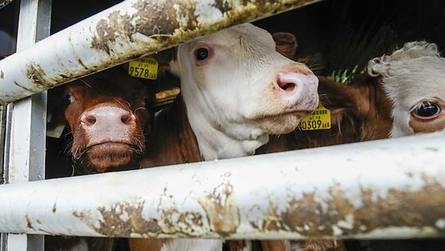 Qualen über Qualen - die vielen Tiertransporter heizen sich zu glutheißen Backöfen auf. (Bild: Tschepp Markus)
