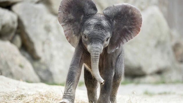 Das Elefanten-Mädchen „Kibali“ im Wiener Tiergarten Schönbrunn ist verstorben. (Bild: APA/DANIEL ZUPANC)