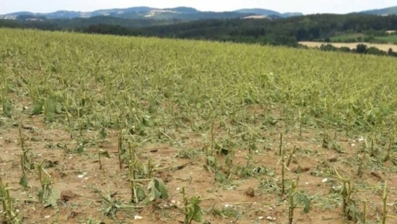 Zerstörte Sojapflanzen in Oberschützen (Burgenland) (Bild: ÖHV)