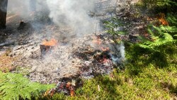 Gutenstein (Bezirk Wiener Neustadt-Land) ist am Samstag rund ein Hektar Wald in Brand geraten. (Bild: APA/FEUERWEHR)