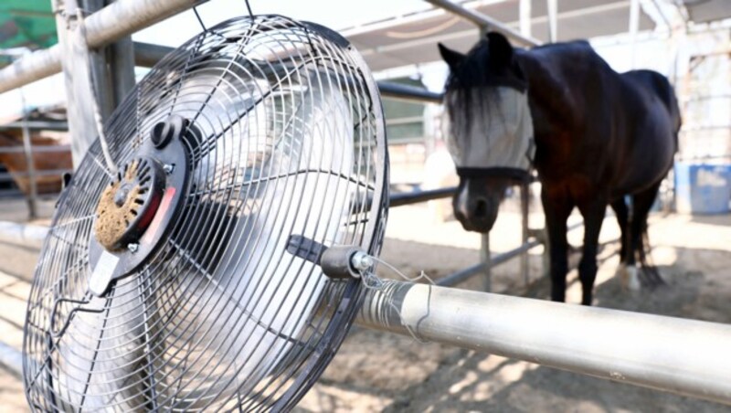 Einem Pferd wird in Kalifornien mit einem Ventilator ein wenig Abkühlung verschafft. (Bild: 2021 Getty Images)