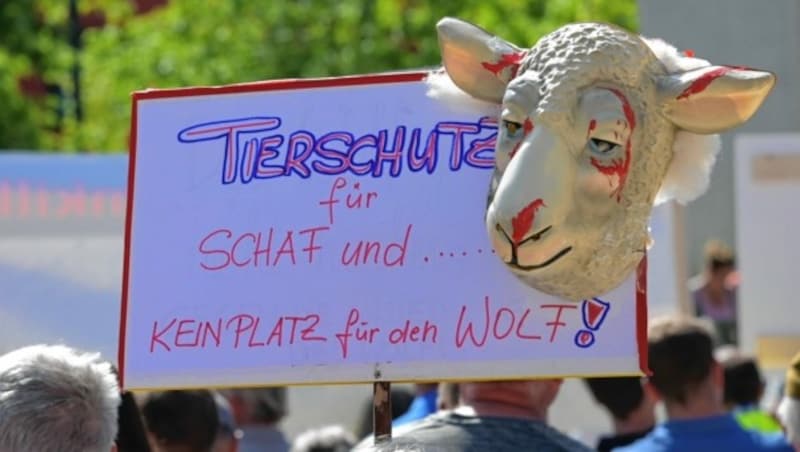 Der Wolf hat ein ziemliches Imageproblem, das bereits zu Demos gegen ihn führt. (Bild: zeitungsfoto.at/Liebl Daniel)