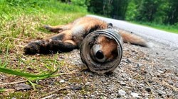 Der Kopf des hilflosen Fuchses steckte in einer Dose fest, das Tier litt Hunger und Durst. konnte nur noch erlöst werden. (Bild: Steirische Jägerschaft)