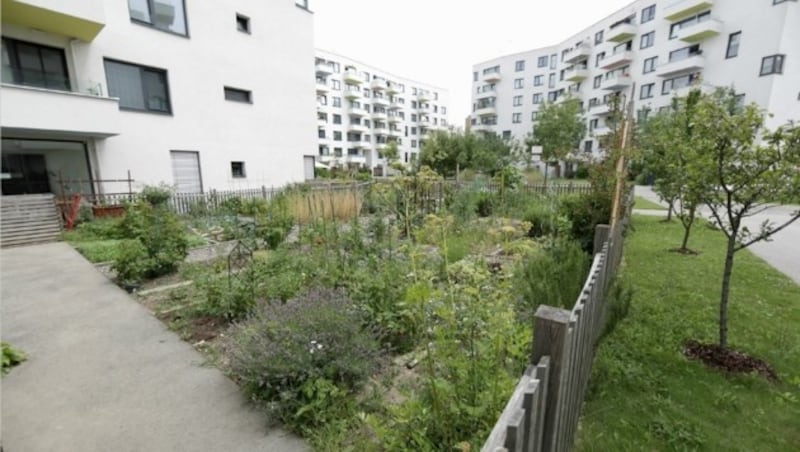 Urban Gardening Flächen gibt es über das gesamte Areal verteilt. (Bild: Gerhard Bartel)