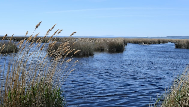 In den nächsten zehn Jahren wird eine Million Kubikmeter Nassschlamm aus dem See geholt. (Bild: Patrick Huber)