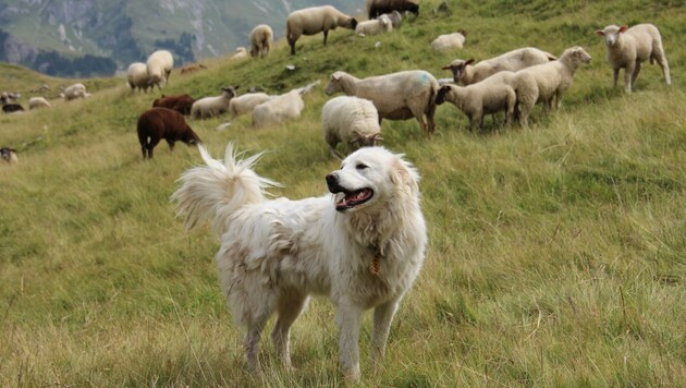 Die Herdenschutzhunde können in der Schweiz die "Katastrophe" offensichtlich auch nicht abwenden. (Bild: ÖBSZ)
