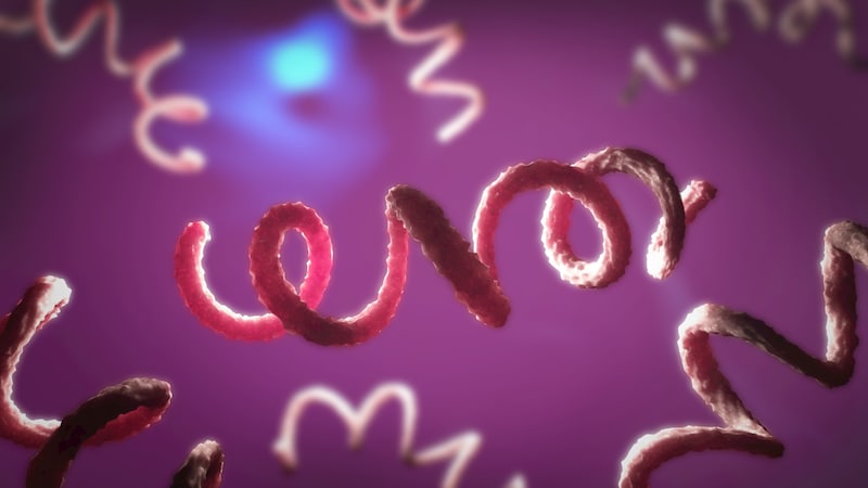 Eine 3D-Illustration des Syphilis-Erregers (Bild: Christoph Burgstedt/stock.adobe.com)