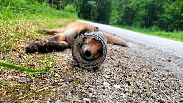 Was für ein trauriges, durch Müllsünder verursachtes Ende für den jungen Fuchs! Sein Kopf blieb in einer Dose stecken, er konnte nicht mehr fressen. (Bild: Steirische Jägerschaft)