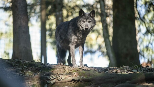 Manuela Kopecky (kl. Bild) vom Land OÖ wäre dankbar für Fotonachweise bei Wolfssichtungen, wie zuletzt im Mühlviertel. (Bild: Jörg Dieckmann)
