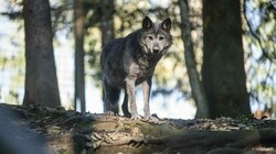 Manuela Kopecky (kl. Bild) vom Land OÖ wäre dankbar für Fotonachweise bei Wolfssichtungen, wie zuletzt im Mühlviertel. (Bild: Jörg Dieckmann)