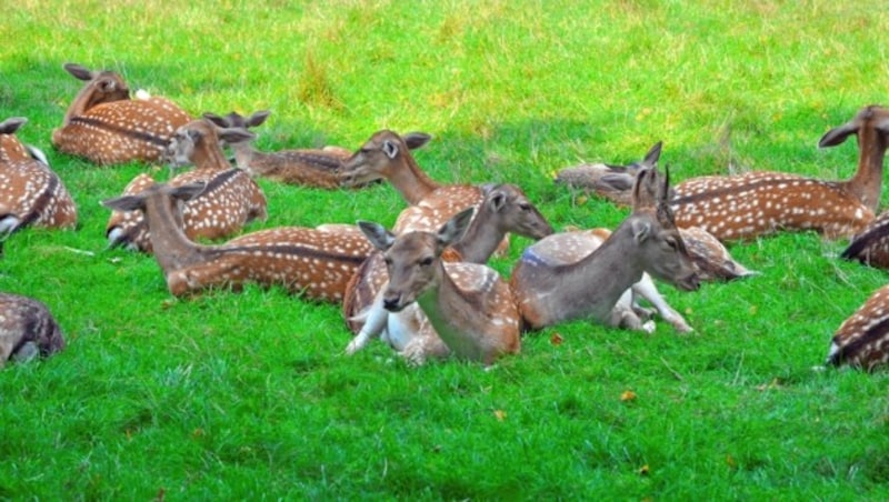 Umweltschützer machen sich um die Flora und Fauna große Sorgen. Zu Unrecht, wie es von anderer Seite heißt. (Bild: Willfried Gredler-Oxenbauer / picturedesk.com)