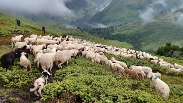 Am Sonntag wurden die Schafe bei Regen ins Tal getrieben. (Bild: Andreas Matt)