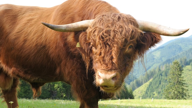 Auch stolze Hochlandrinder prägen das Landschaftsbild . (Bild: Gabriele Moser )