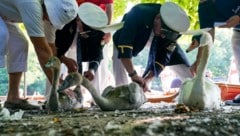 „Gefangene“ Schwäne werden gemessen und mit einem kleinen Anhänger versehen. (Bild: Steve Parsons/PA via AP)