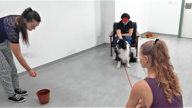 Hunde entpuppten sich in der Studie als wahre „Futter“-Gedankenleser. (Bild: Vetmeduni Vienna)