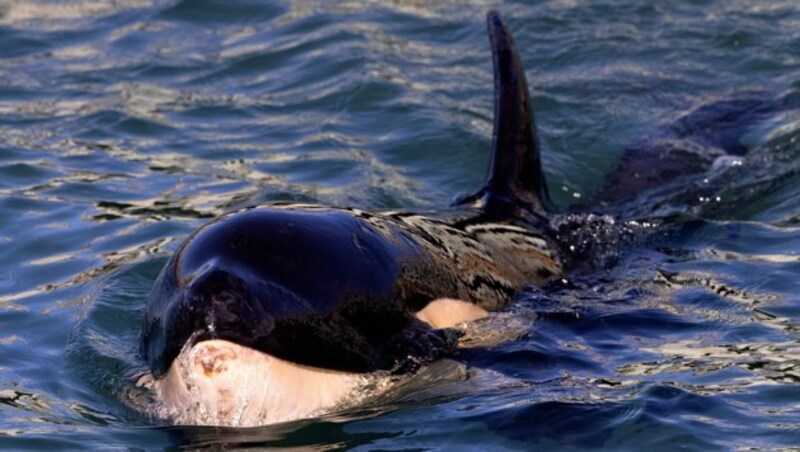 Üblicherweise sind Orcas eher vor den Küsten Schottlands, Islands und Norwegens zu Hause. (Bild: APA/AFP/Marty MELVILLE)