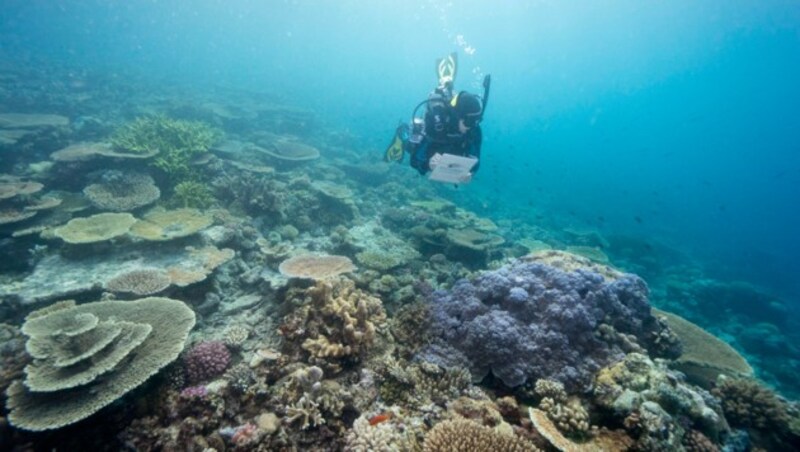 Die globale Klimaerhitzung bedroht Riff vor Australien schon seit Jahren. (Bild: AP)