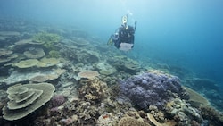 Die globale Klimaerhitzung bedroht Riff vor Australien schon seit Jahren. (Bild: AP)