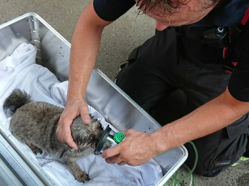 Der Vierbeiner wurde mit Wasser und auch Sauerstoff versorgt. (Bild: Stadt Wien | Feuerwehr )