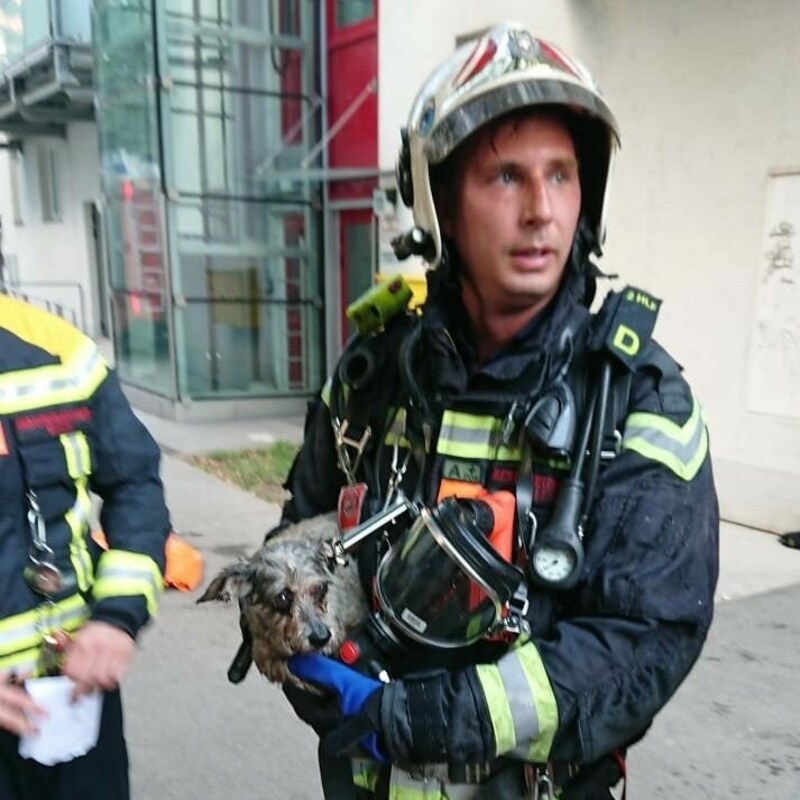 Der kleine Hund der 66-Jährigen wurde im Zuge der Löscharbeiten entdeckt. (Bild: Stadt Wien | Feuerwehr )