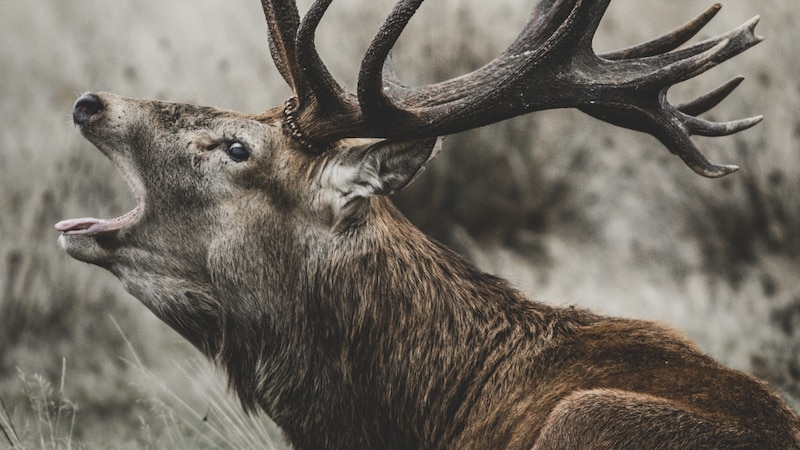 Wildtiere, wie etwa Rothirsche, gelten als Überträger der Tuberkulose. Die Erreger bleiben in diesen Tieren dauerhaft erhalten. (Bild: ©Brais Seara - stock.adobe.com)