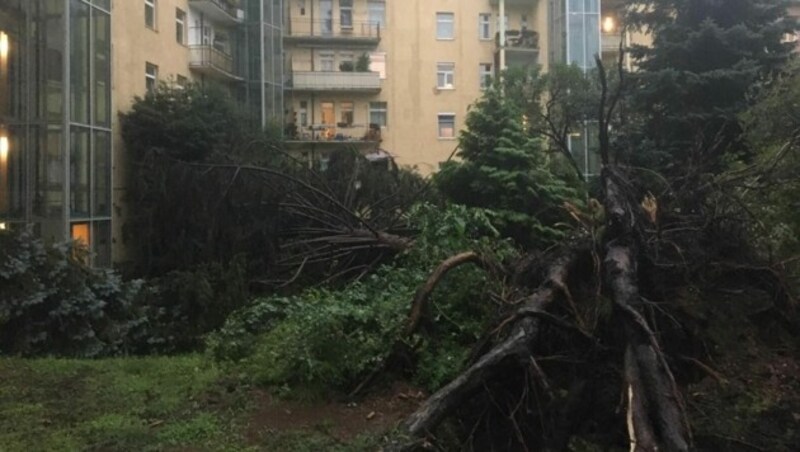 Auch in einem Innenhof in der Linzer Stockhofstraße wurde ein großer alter Baum umgerissen (Bild: ZVG)