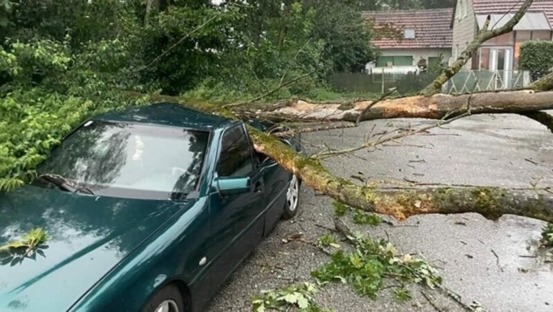 Baum stürzte auf geparktes Auto (Bild: FF Hörsching)