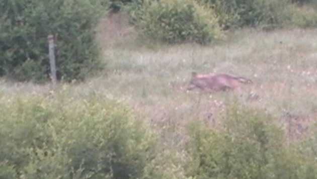 Dieser Wolf wurde kürzlich im Bezirk Rohrbach fotografiert. Ist sein Kadaver gefunden worden? (Bild: ZVG)