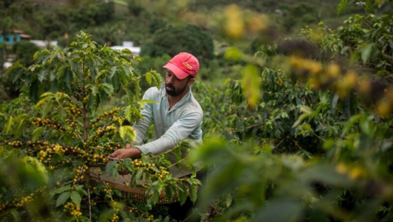 Ein brasilianischer Bauer überprüft seine Kaffee-Pflanzen. (Bild: AFP)