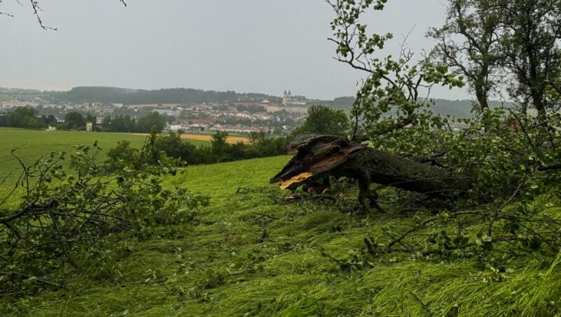 Ein umgestürzter Baum bei St. Florian (Bild: APA/TEAM FOTOKERSCHI.AT)