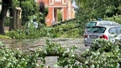 In Reggiolo hat der Wind zahlreiche Bäume umstürzen lassen. (Bild: Centro Meteo Emilia Romagna)