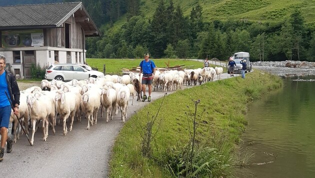 98 verbliebene Schafe wurden von der Roßwildalm ins Tal getrieben. (Bild: Fuchs)