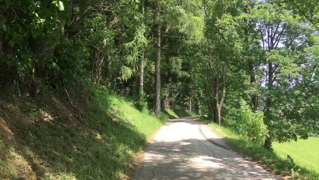 Der Weg auf den Kalchberg ist mehr als desolat. (Bild: Land Kärten/ Abteilung 10)