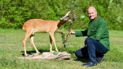 Landesjägermeister Herbert Sieghartsleitner rät zu vorausschauender Fahrweise (Bild: © Harald Dostal)