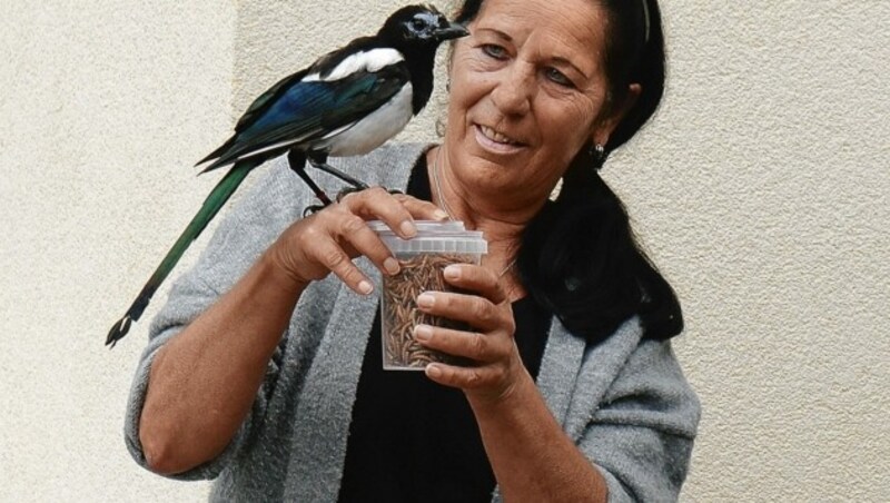 Die junge Elster liebt Mehlwürmer. (Bild: Claudia Fischer)