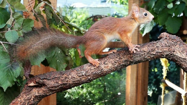 Angela Auer pflegt auch regelmäßig süße Eichhörnchen wieder gesund. Dafür wurde sie mit dem Tierschutzpreis ausgezeichnet. (Bild: Reinhard Judt)