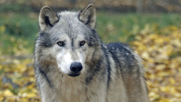 Der Wolf kennt normalerweise keinen anderen Feind als den Menschen. Welcher tierische Konkurrent den Helfenberg-Wolf getötet hat, muss noch durch Untersuchungen geklärt werden. (Bild: Klemens Groh)