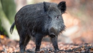 Wildschweine übertragen die Schweinepest – für die heimische Landwirtschaft ist das eine große Gefahr. (Bild: EXPA Pictures. Alle Rechte vorbehalten. // EXPA Pictures. All rigths reserved.)