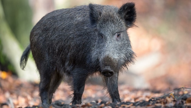 Wild boars transmit swine fever - a major threat to domestic agriculture. (Bild: EXPA Pictures. Alle Rechte vorbehalten. // EXPA Pictures. All rigths reserved.)