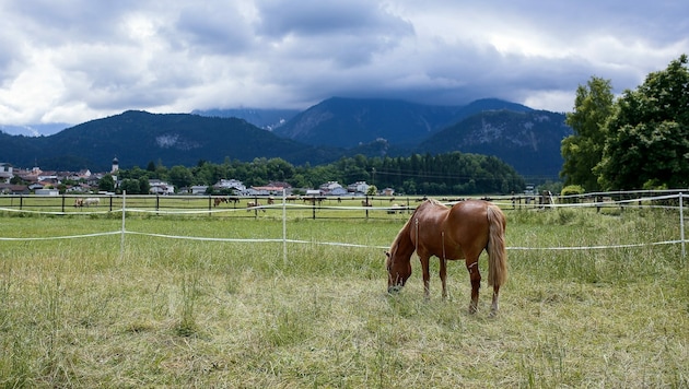 Das Präparat „Ivermectin“ wurde für die Entwurmung von Pferden entwickelt - es ist kein Corona-Medikament. (Bild: Österreichischer Tierschutzverein)