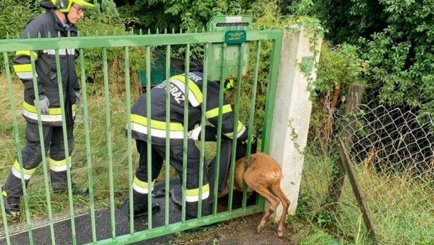 Feuerwehrmänner befreiten das Tier aus der misslichen Lage (Bild: FF Hart bei Graz)