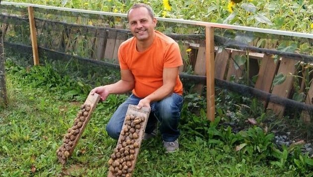 Christian Janisch aus Stegersbach züchtet seit fünf Jahren Weinbergschnecken für Gastronomie und interessierte Feinschmecker. (Bild: Südburgenlandschnecke)