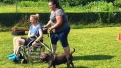 Die Hunde trainieren fleißig für ihre Besuchshund-Einsätze mit Menschen im Rollstuhl. (Bild: Fischer Claudia)