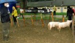 Verein gegen Tierfabriken, befreite Schweine in Pöttelsdorf (Bild: VGT)